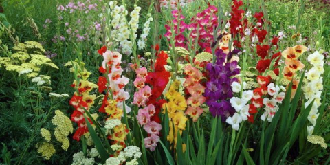 Как красиво да засадите гладиоли в лятна вила - подходящи съседи